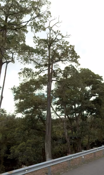 tree photo