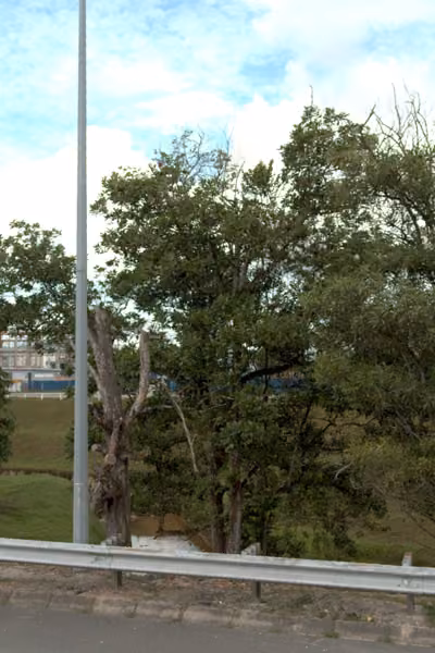 tree photo