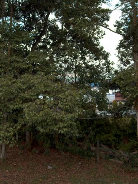 tree photo