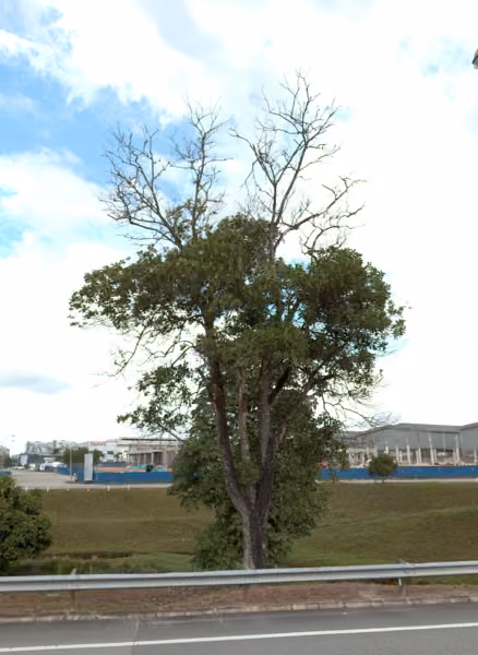 tree photo