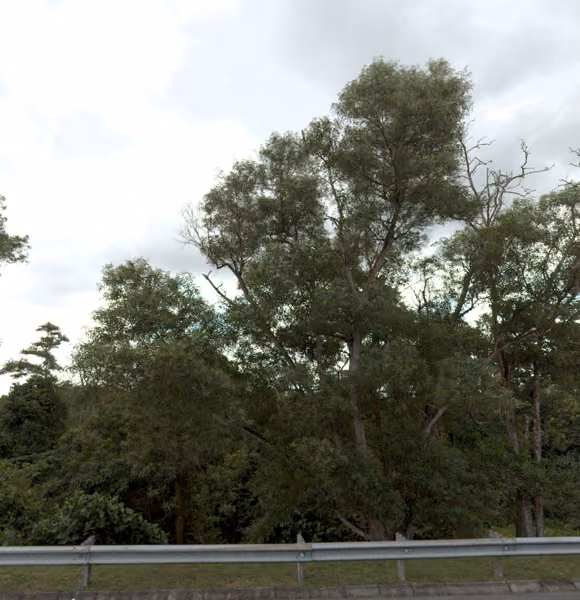 tree photo