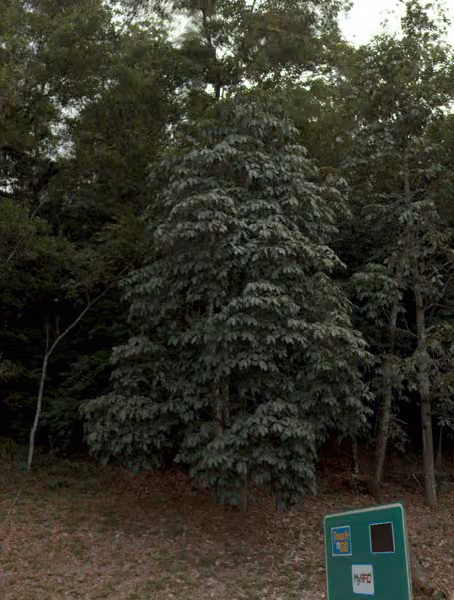 tree photo