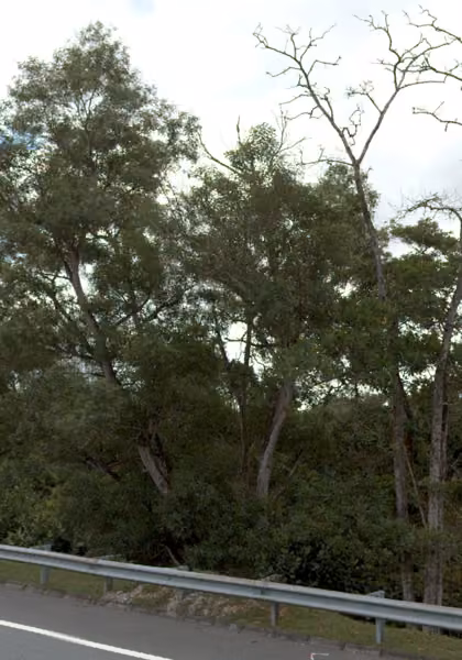 tree photo