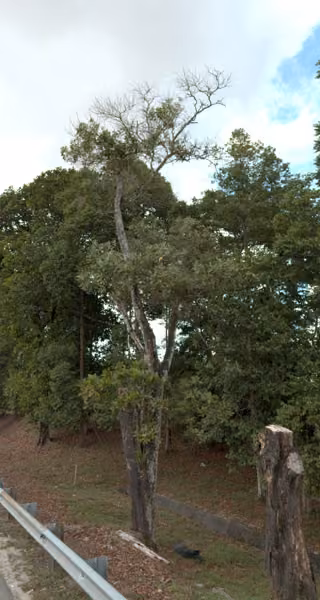 tree photo