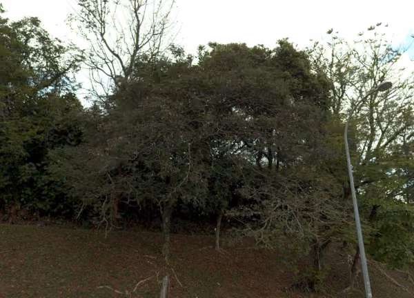 tree photo