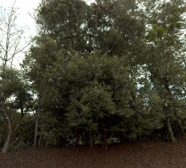tree photo