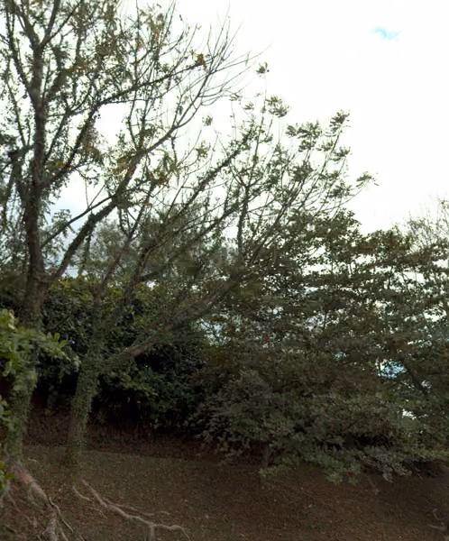 tree photo