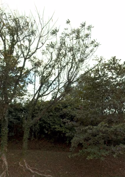 tree photo