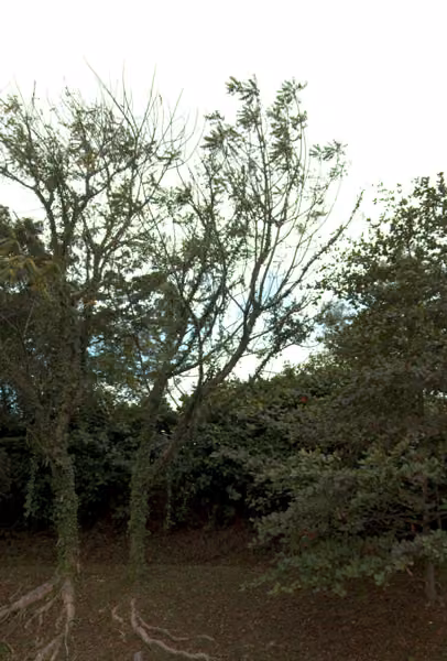 tree photo
