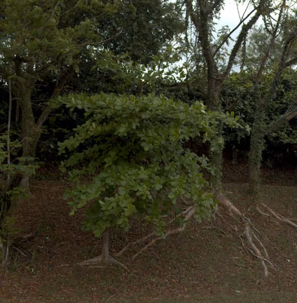 tree photo