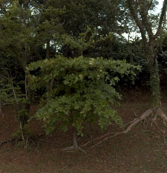 tree photo