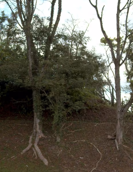 tree photo