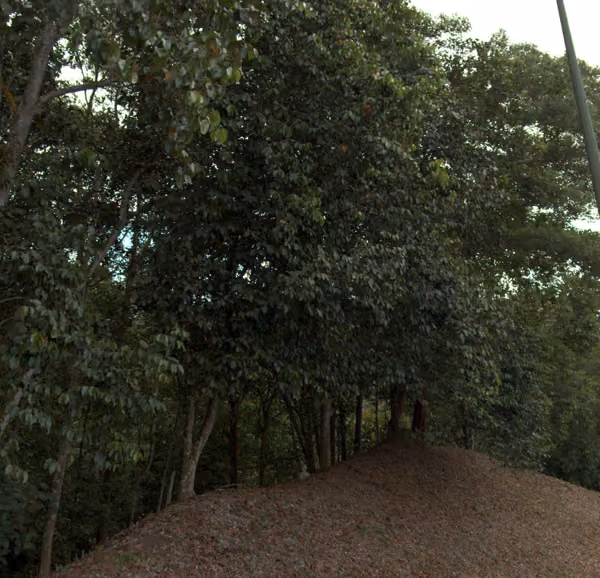 tree photo