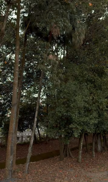 tree photo