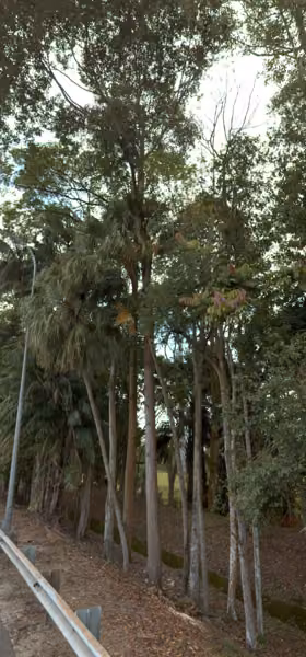 tree photo