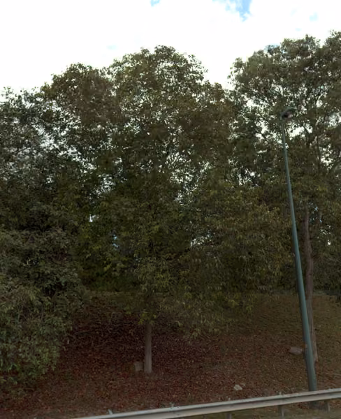 tree photo