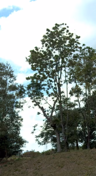 tree photo