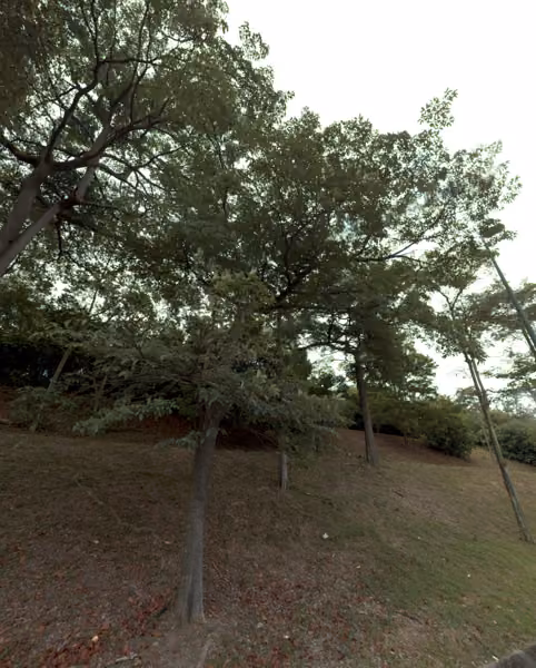 tree photo