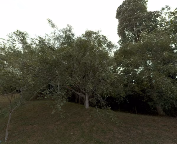 tree photo
