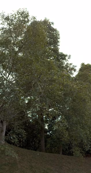 tree photo