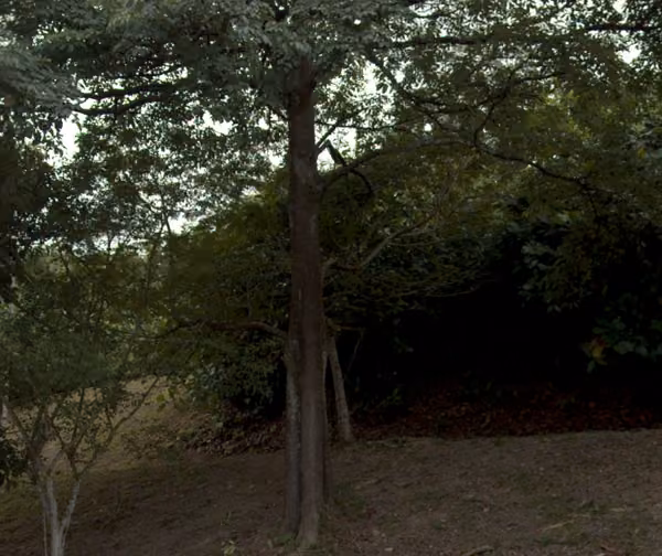 tree photo