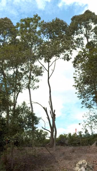 tree photo