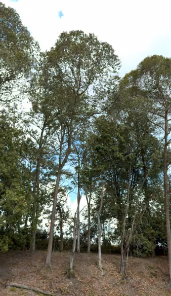 tree photo
