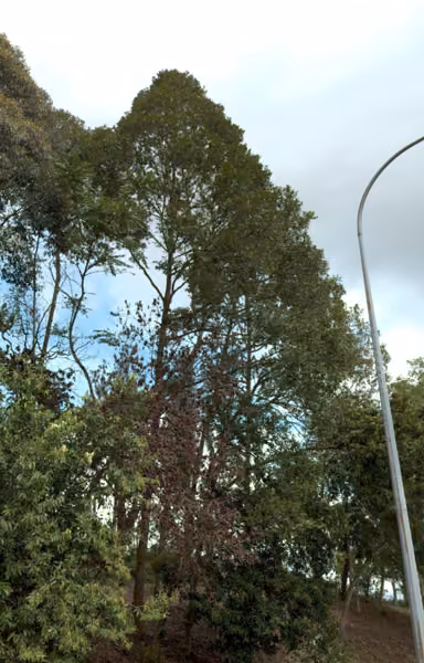 tree photo