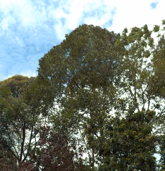 tree photo
