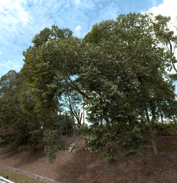 tree photo