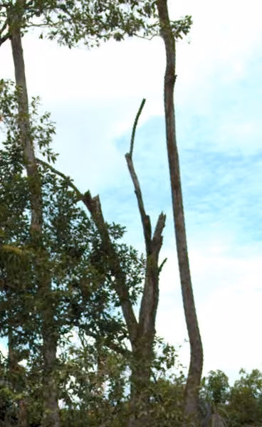 tree photo