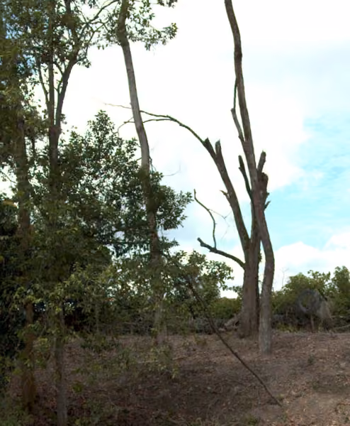 tree photo