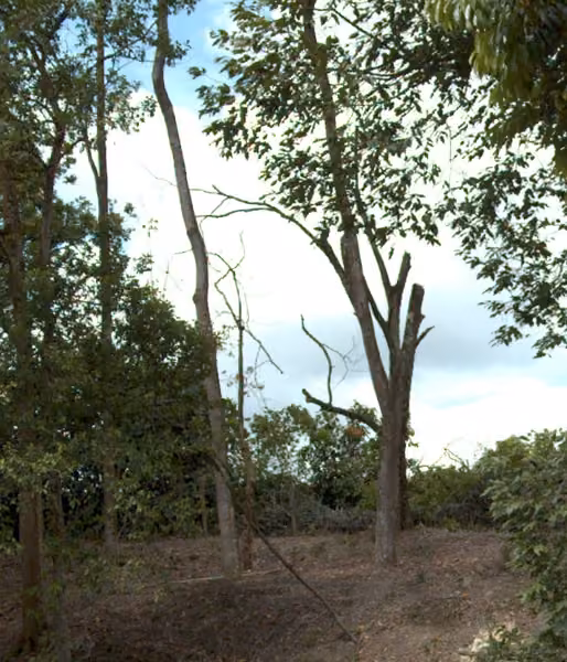 tree photo