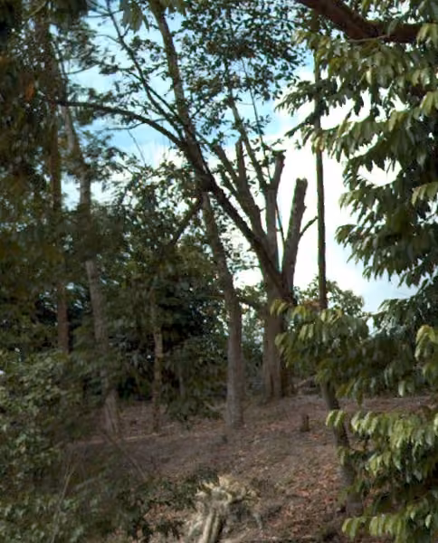 tree photo