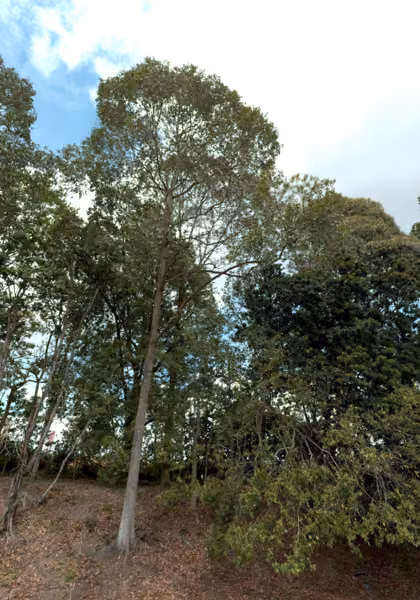 tree photo