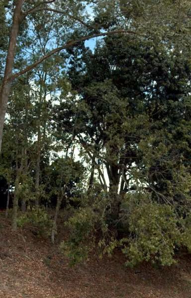 tree photo
