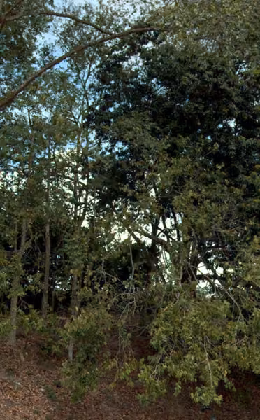 tree photo