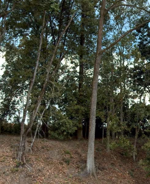 tree photo