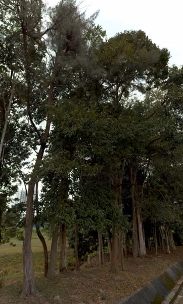 tree photo