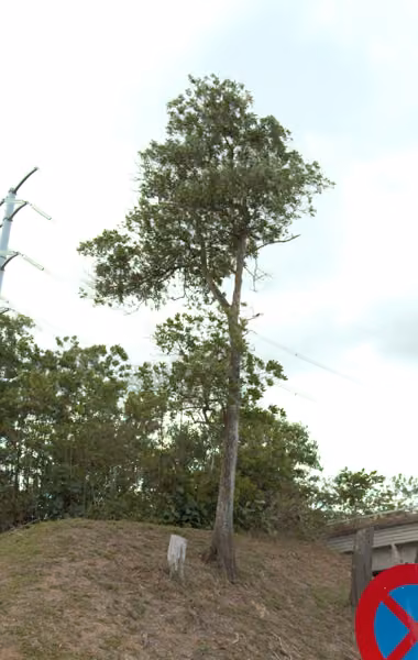 tree photo