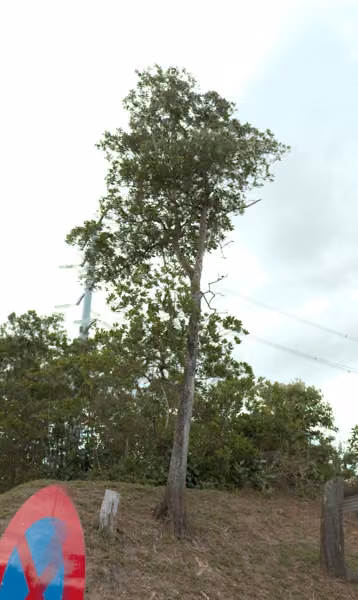 tree photo