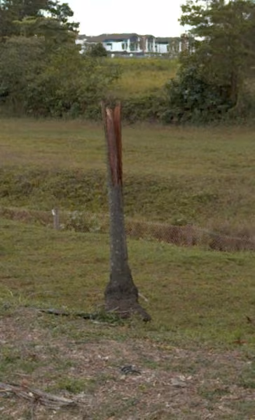 tree photo