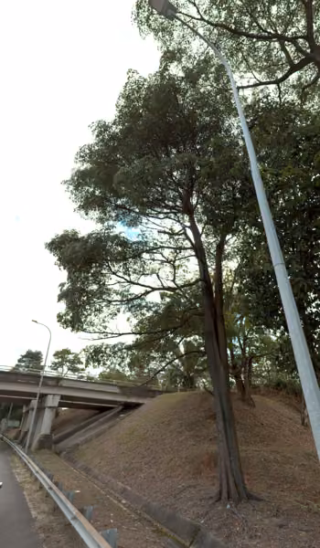 tree photo