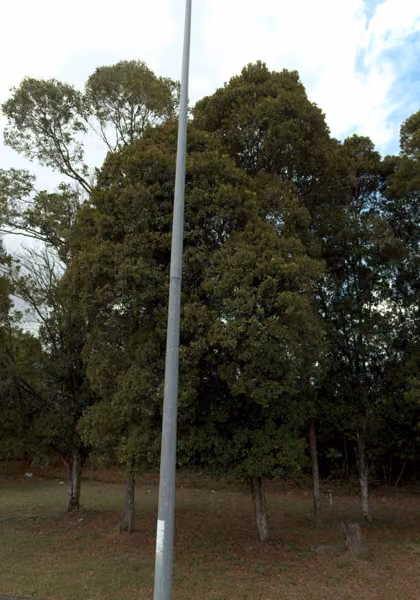 tree photo