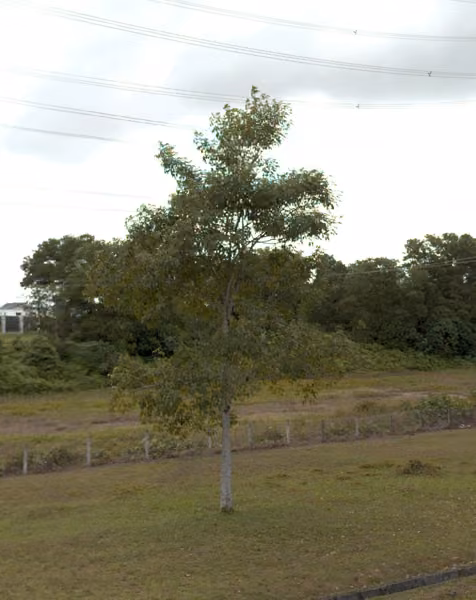 tree photo