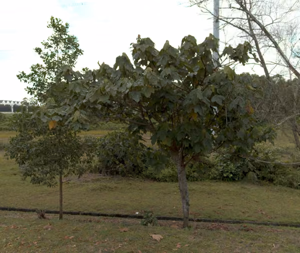 tree photo