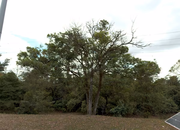tree photo