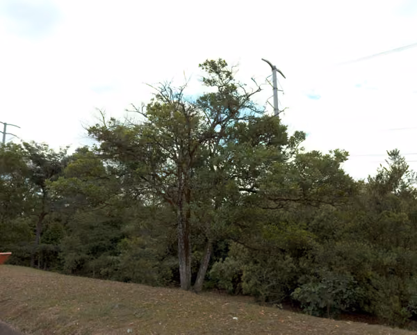 tree photo