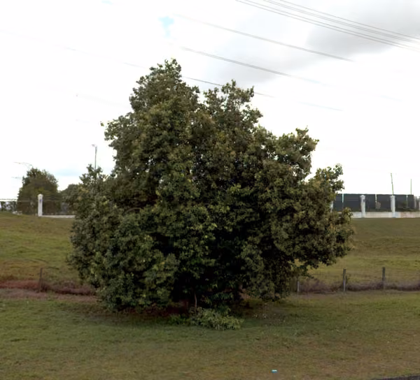 tree photo