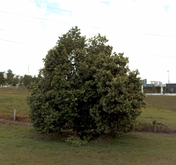 tree photo